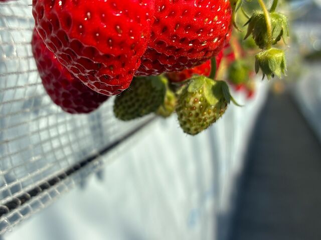 �����������Ȃ���������������I_���΂���t�@�[��