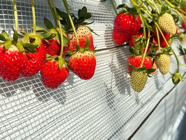 �H�׍����������A���ꂩ�炢��������R�I_���΂���t�@�[��