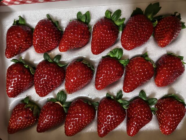 �^�g�̔���B������Â݂��悢�ł��I_���t䕉�