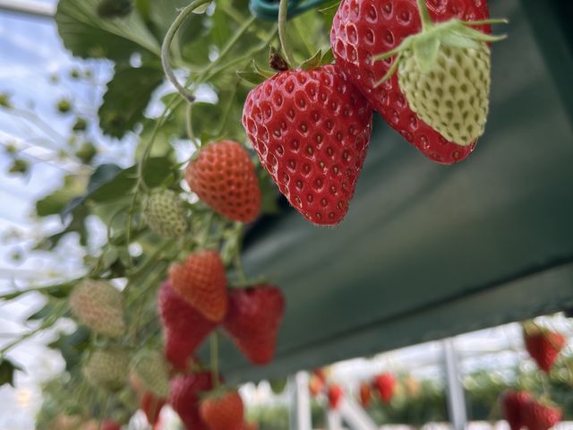 �C�`�S����Ȃ�ł�_�����_��