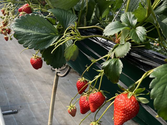 �����Y��ł���_�����_��