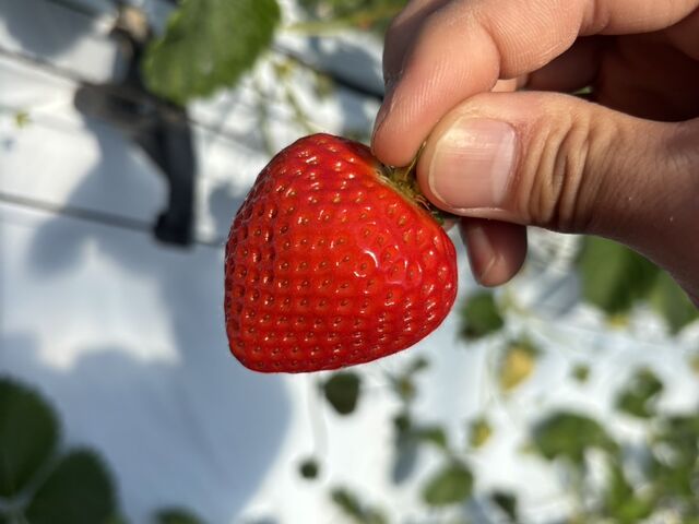 �����n�[�g���_�����ςς�䕂�