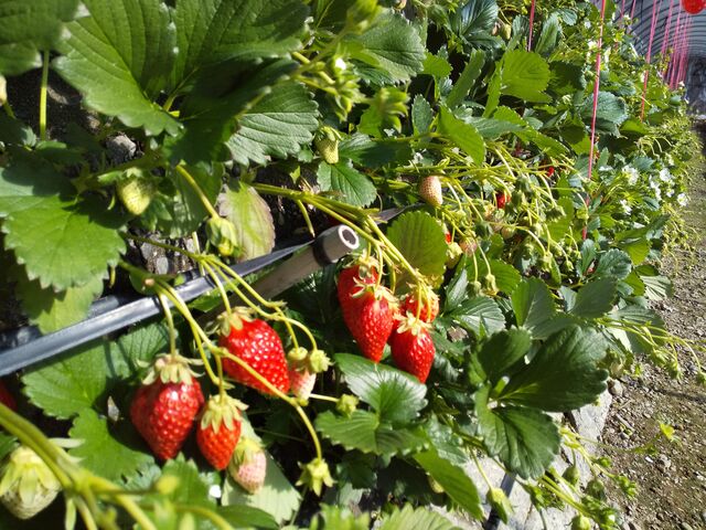 �嗱�̃C�`�S�������ς�_��܂��C�`�S�_��