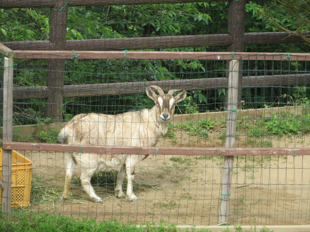 �Ԃ���񂳂�̍�쎩�R�����̓��e�ʐ^3