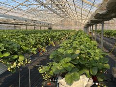 �t�� �}�`���A�̎ʐ^2