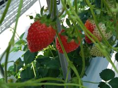 ���d�E�C���O�t�@�[���̎ʐ^1