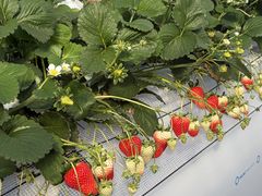 �}�߂��������̎ʐ^1