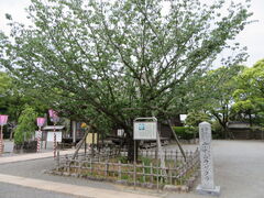 �Ԃ���񂳂�̑呺�_�Ђւ̓��e�ʐ^1