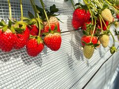 ���΂���t�@�[���̎ʐ^4