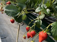 �����_���̎ʐ^2