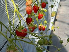 �˂����t�@�[���̎ʐ^1