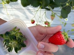 �˂����t�@�[���̎ʐ^2