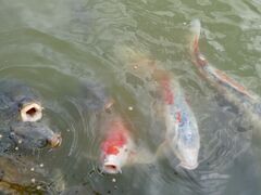 �C���v���b�T�A���N������̓샌�N�ւ̓��e�ʐ^2