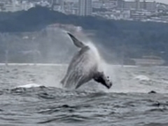 NEWS�ߔe�X�̎ʐ^1