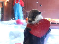 �[������������ �ɐ��V�[�p���_�C�X�̎ʐ^1