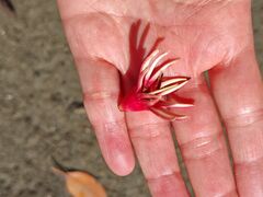 marinemate Luana�̎ʐ^2