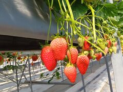 �s�[�^�[�p���n�E�X�̎ʐ^1