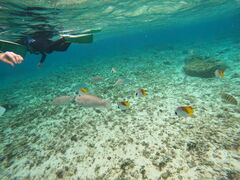 ����V���m�[�P�����O�V���b�v|�{�j�[�u���[�yBonnie Blue�z�̎ʐ^2