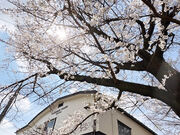 �^�[�L�[����̓��|�����@�c�t�J���[�̓��e�ʐ^1