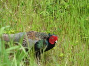 �Ԃ���񂳂�̋Ղ̔��x�̓��e�ʐ^3