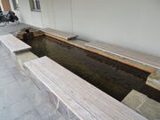 �Ԃ���񂳂�̑�莩�R�����̓��e�ʐ^1