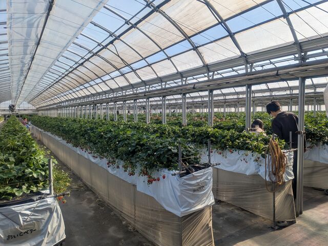 ���ݍ͔|�ō��ɕ��S�����Ȃ�_�}�����X��������