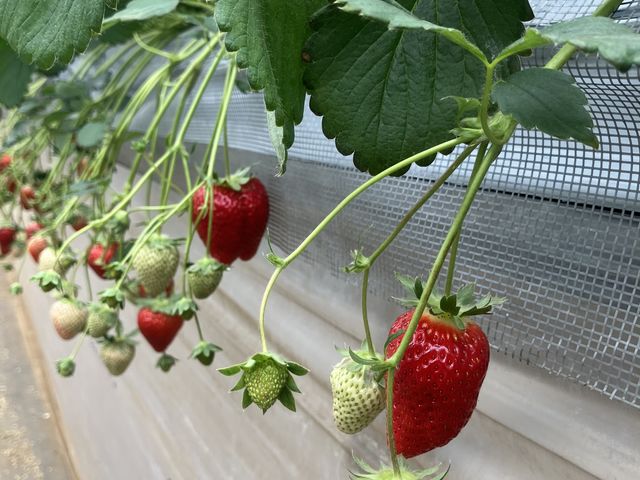 �Â��傫���C�`�S����R_�c���_��