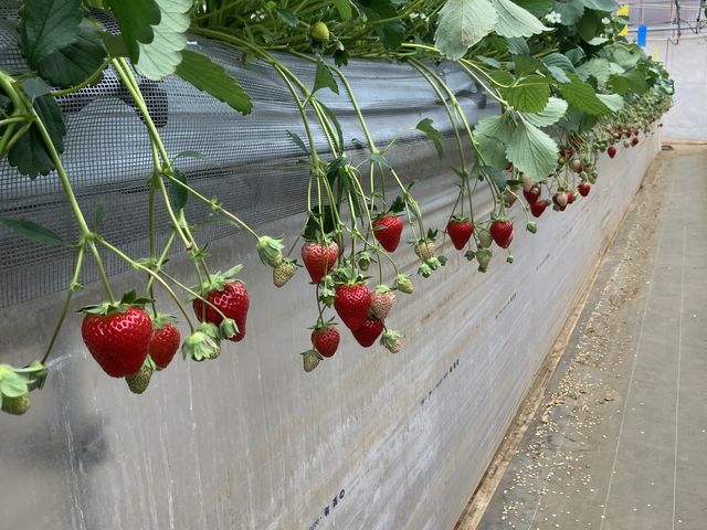 �Ԉ֎q�ł��y���߂���_�c���_��