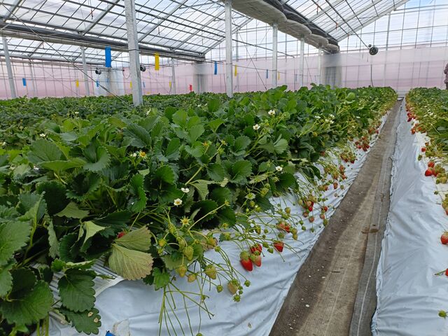 ���̃��[���ݐ�_���肢���������肪�ƃt�@�[��