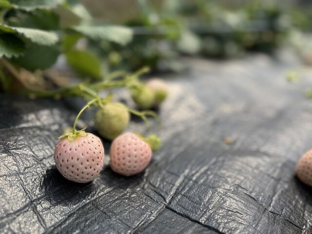 ���������Ŕ����C�`�S�͏��߂Č����I�I
�������߂�������������I_��������� ���܂���