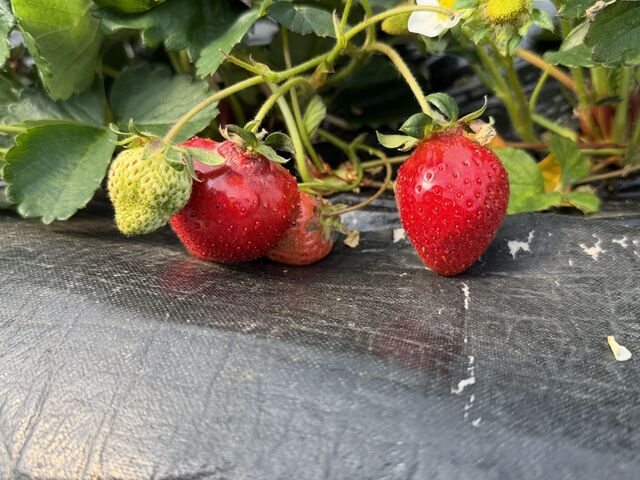 �Ƃɂ����傫���̂��A���܁[���I�I_��������� ���܂���