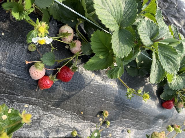 ���ƐԂ����݂��Ă�_��������� ���܂���