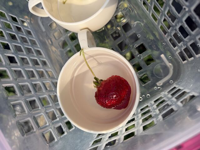 �C�`�S�Ȃ̂Ő��Ő􂢂Ȃ���H�ׂ܂��I�쐶�̃C�`�S��H�ׂ�Ă�l�Ŋ�����_��������� ���܂���