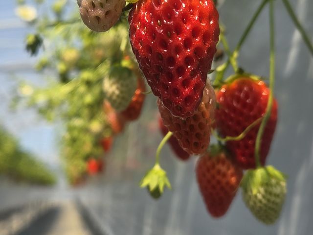 �C�`�S���_�������K�[�f�����͂�