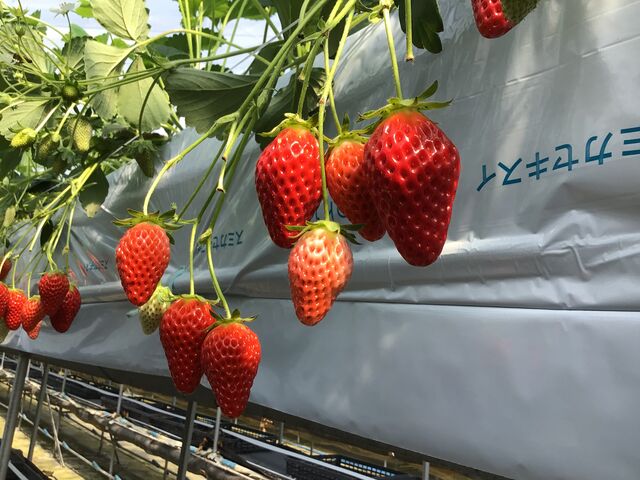 �ǂ̃��[�����H�׍�����������������Ŋ������ł�_�������񂿂̂��������