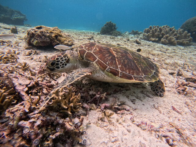 ���H�����c�ƂĂ����������ł��B_�C�P�����p���_�C�X �{�Ó�