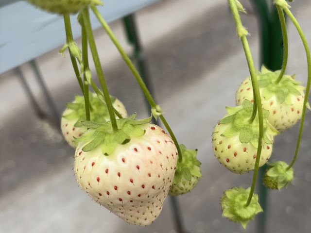 ���₳��̑����_���̓��e�ʐ^2