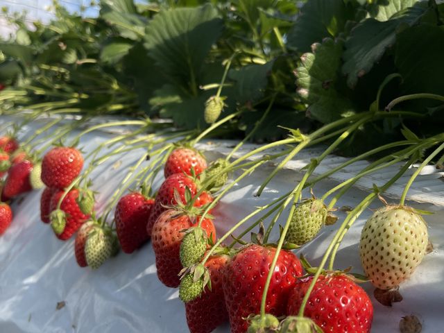 �P��������䕂����o�}���B40���Ԋy�����ЂƂƂ��߂����܂�_���肢���������肪�ƃt�@�[��