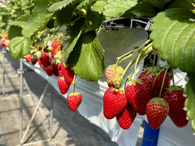 ��������̃C�`�S�������Ă܂���(^^)_���R�ِ�