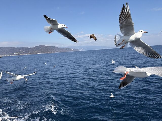 �͂�Ђ�ۗV���D�C���J���ŃJ�����ɂ��т���a���
�i2026�N2���������B�e�j
_�͂�Ђ�ۗV���D�C���J��