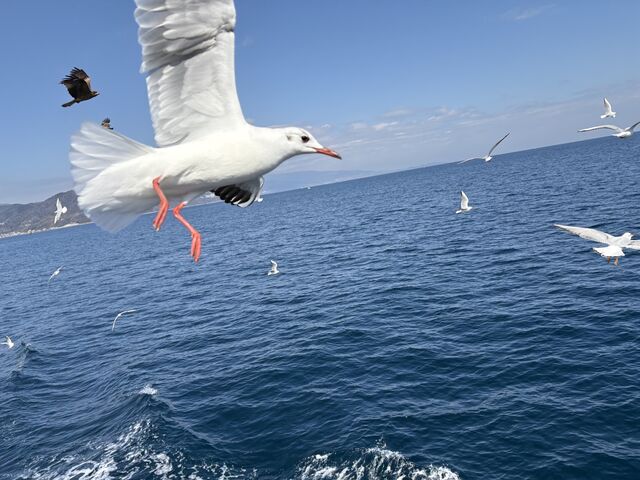 �͂�Ђ�ۗV���D�C���J���ŃJ�����ɂ��т���a���
�i2026�N2���������B�e�j
_�͂�Ђ�ۗV���D�C���J��