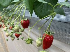 gasyou3825����̓c���_���ւ̓��e�ʐ^1