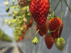 �}�����}����̂������K�[�f�����͂�ւ̓��e�ʐ^1