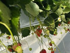 K-FARM�������n�E�X�̎ʐ^2