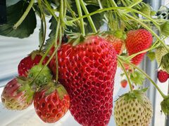 K-FARM�������n�E�X�̎ʐ^3