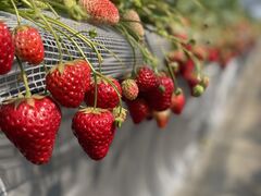 �������̂��������̎ʐ^1