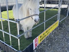 �������̂��������̎ʐ^2