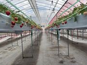 ���₳��̑����_���̓��e�ʐ^1