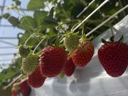 KAO.KOMA.�����ichigo the CROP BASE�̓��e�ʐ^1