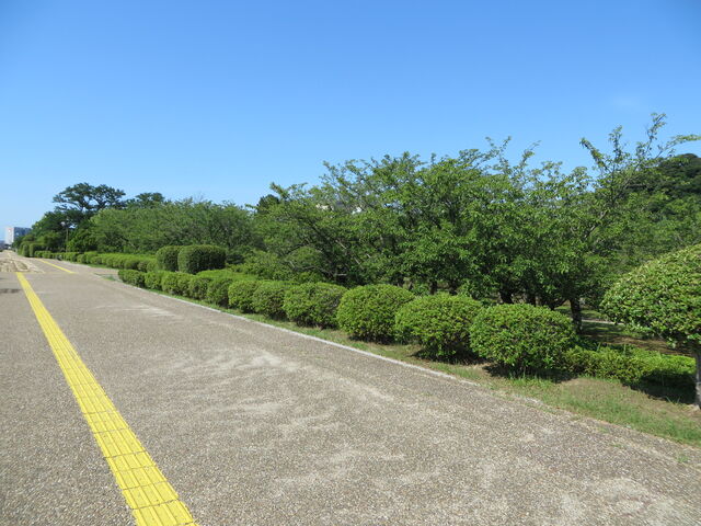 �Ԃ���񂳂�̖��R�����̍��̓��e�ʐ^2